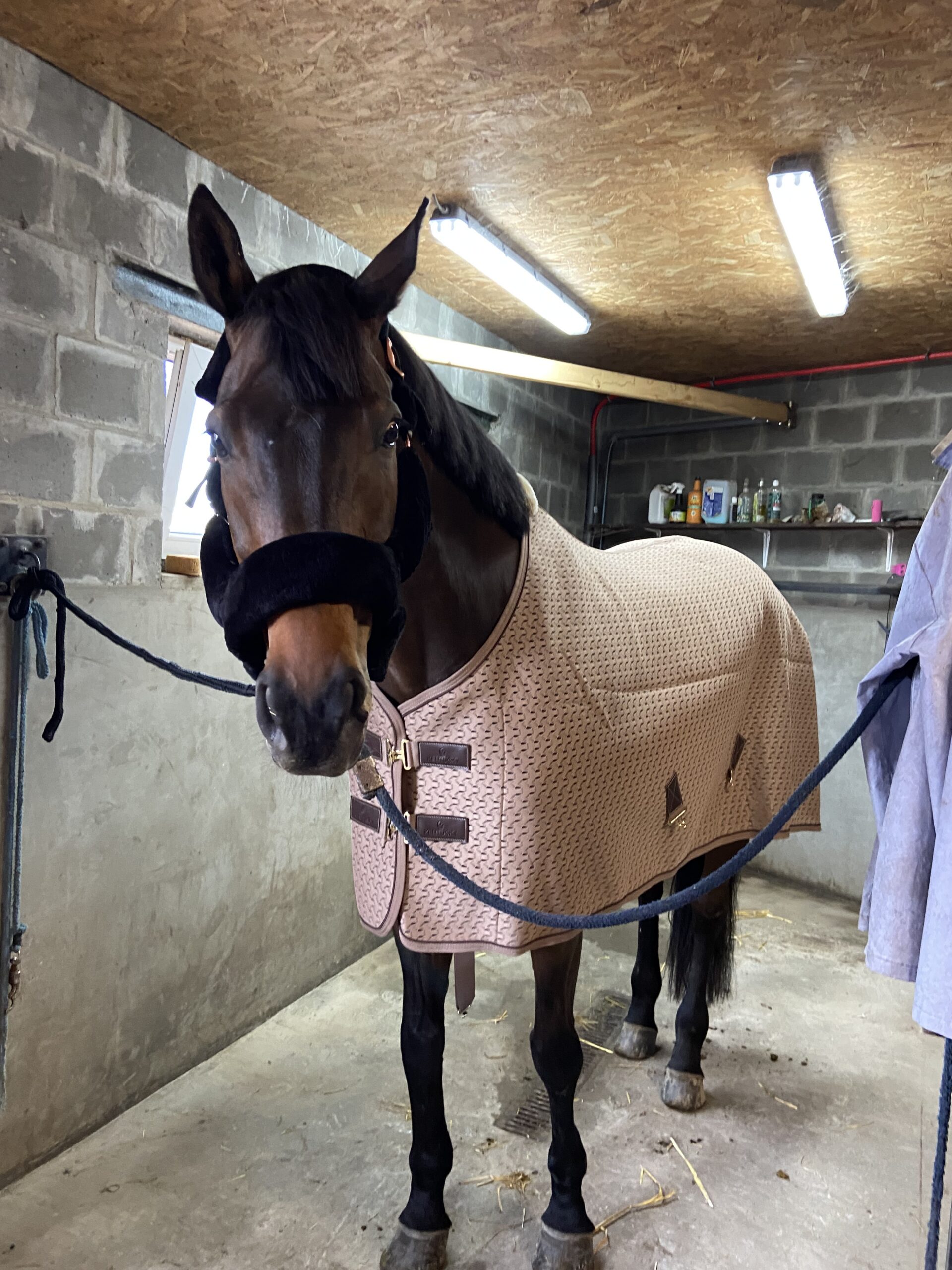 Kentucky transport deken zomer - en bonte halster - Afbeelding 2