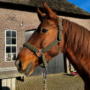 Halster